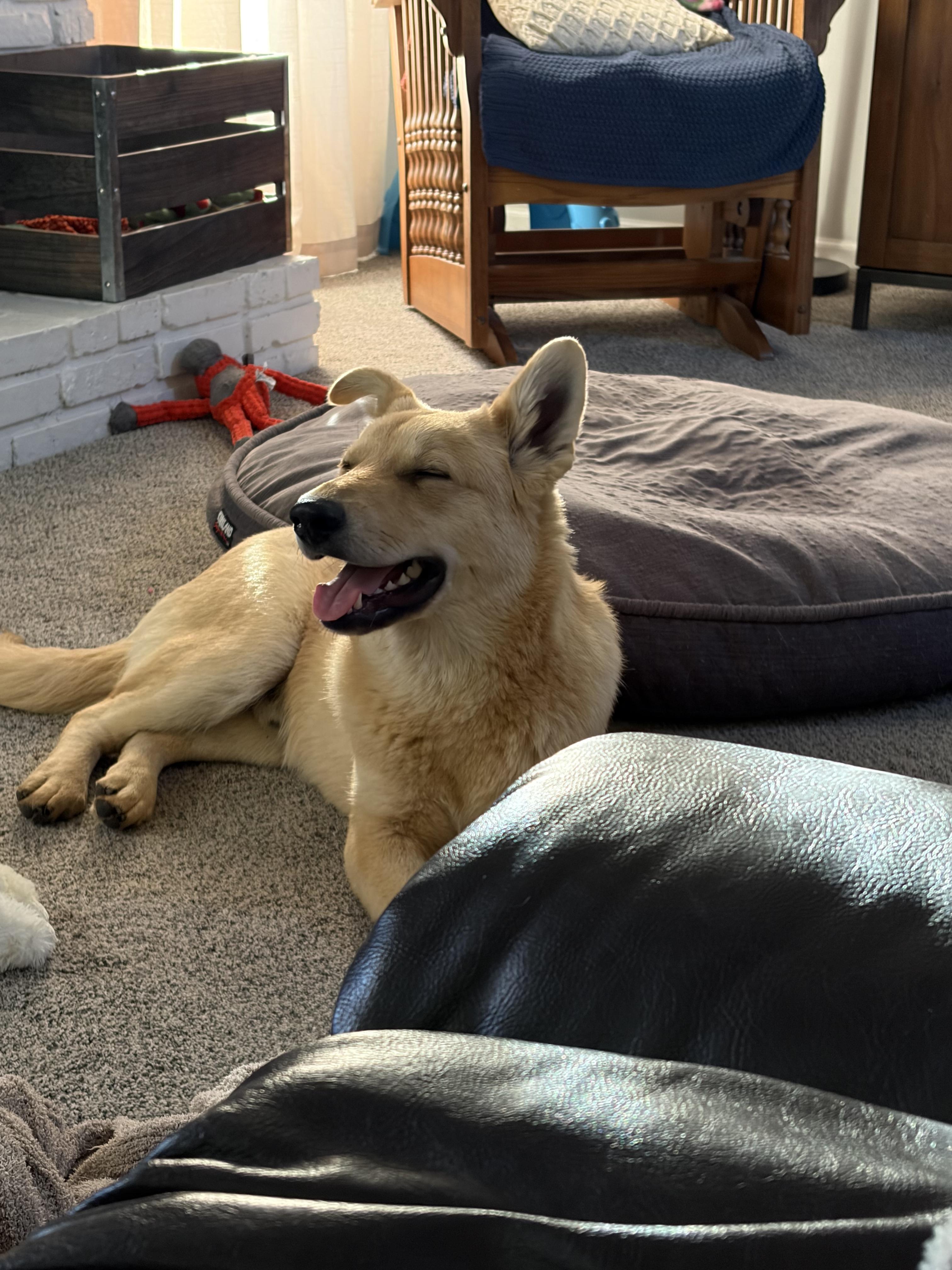 Leo, a ADOPTABLE mixed breed in Lincoln, NE image 3/6