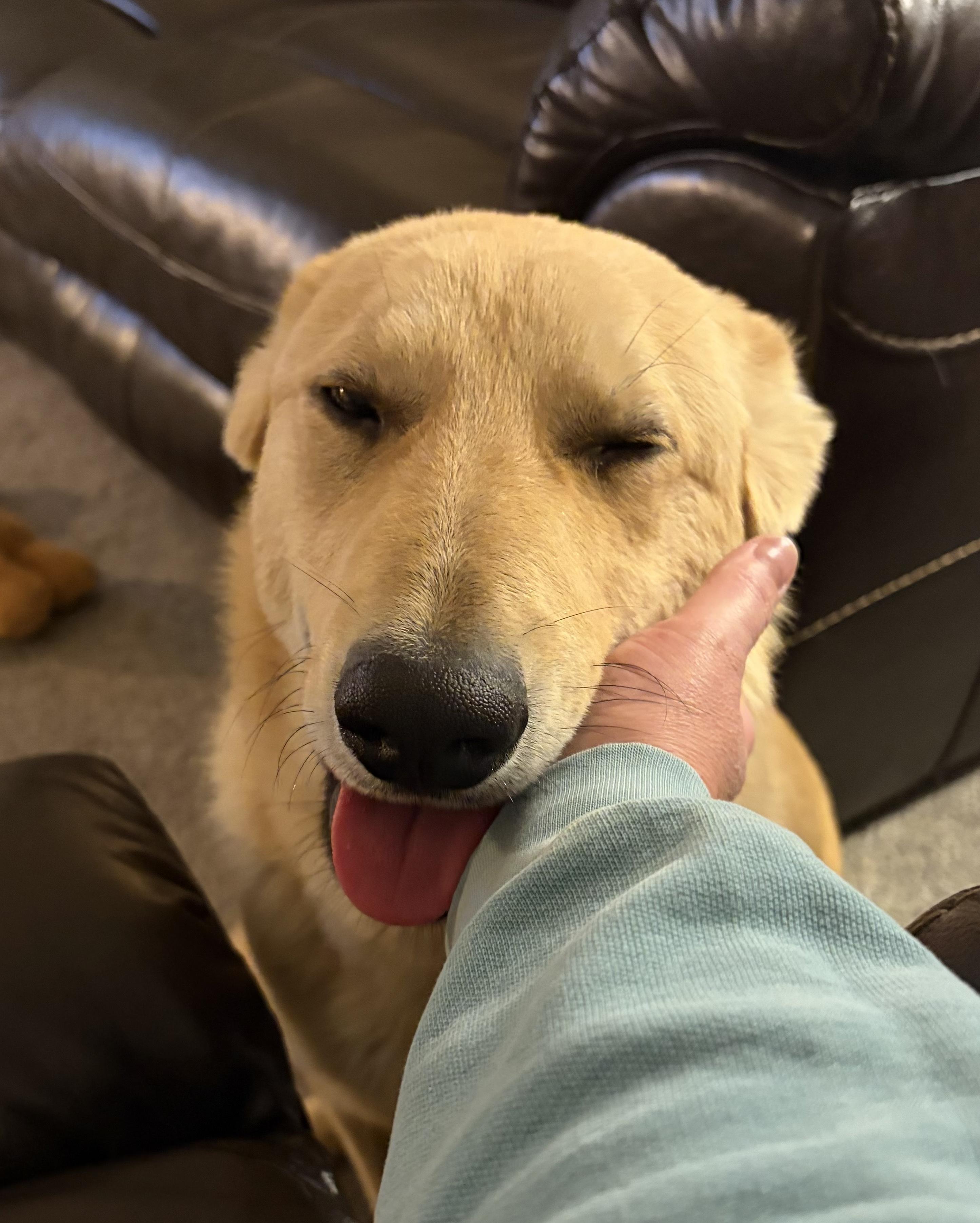 Leo, a ADOPTABLE mixed breed in Lincoln, NE image 5/6