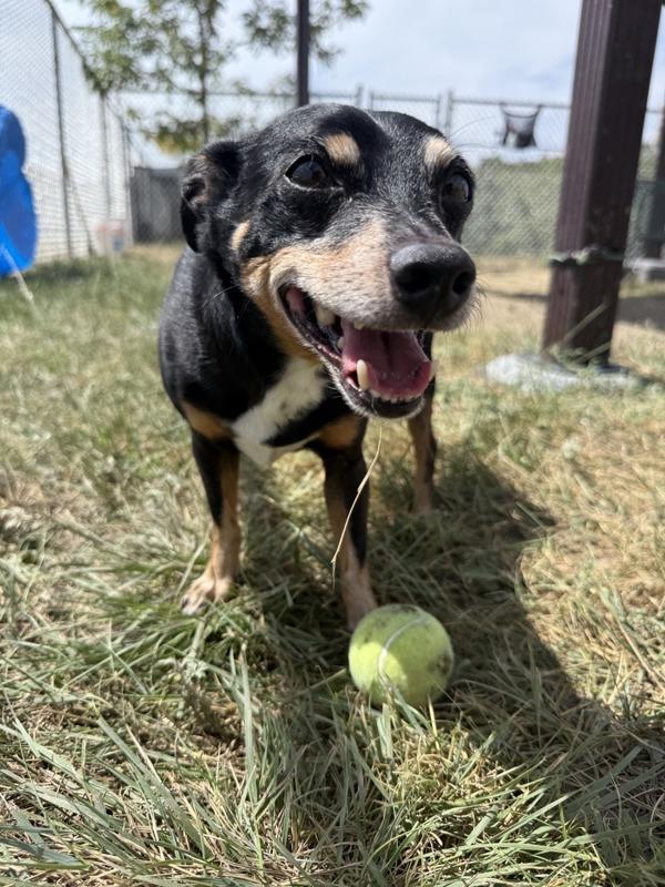 Enlarge Davy, a Adoptable mixed breed in Great Falls, MT image 1/1