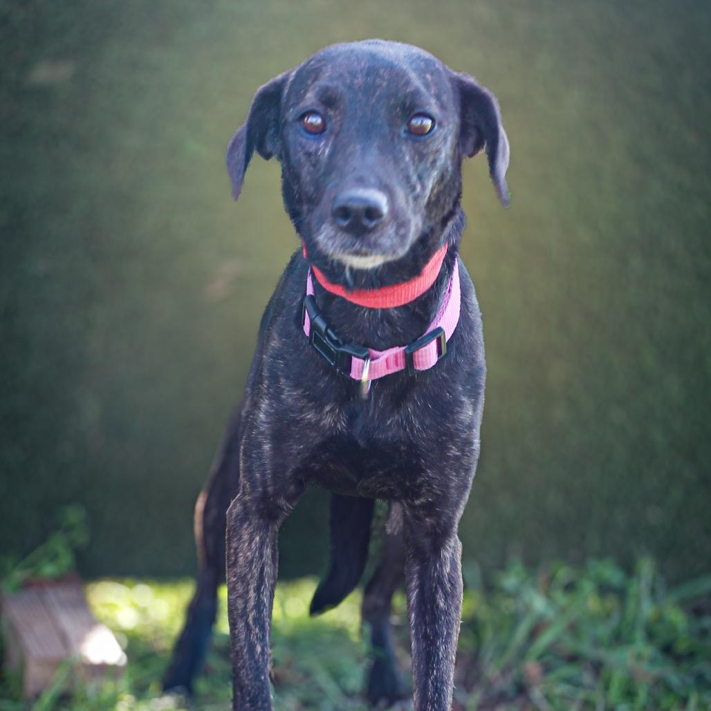 Erica, a Adoptable Mixed Breed in Lake Jackson, TX image 1/2