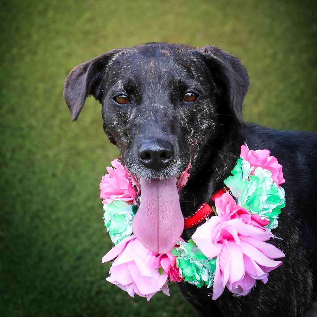 Erica, a Adoptable Mixed Breed in Lake Jackson, TX image 2/2