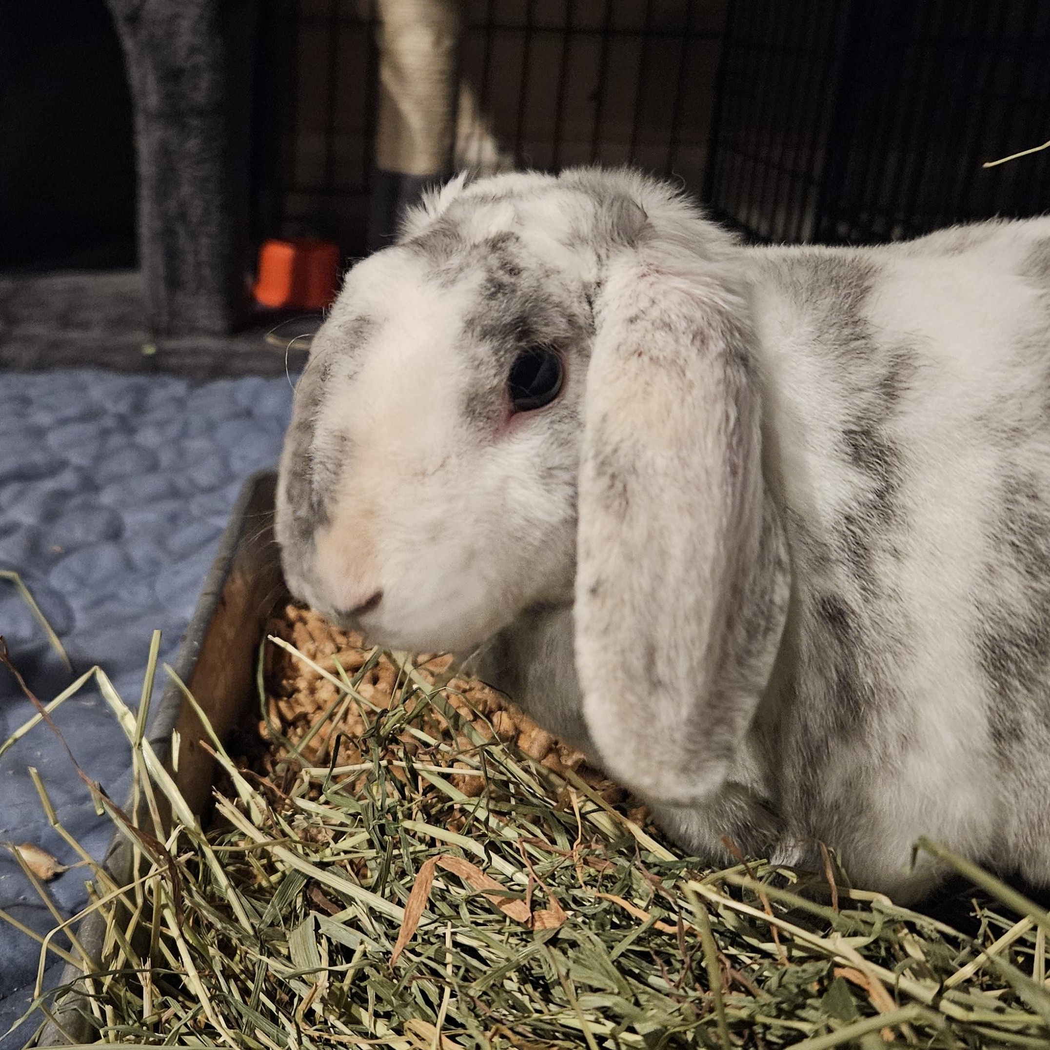 Enlarge Marble , a ADOPTABLE Holland Lop in FOLEY, AL image 2/4