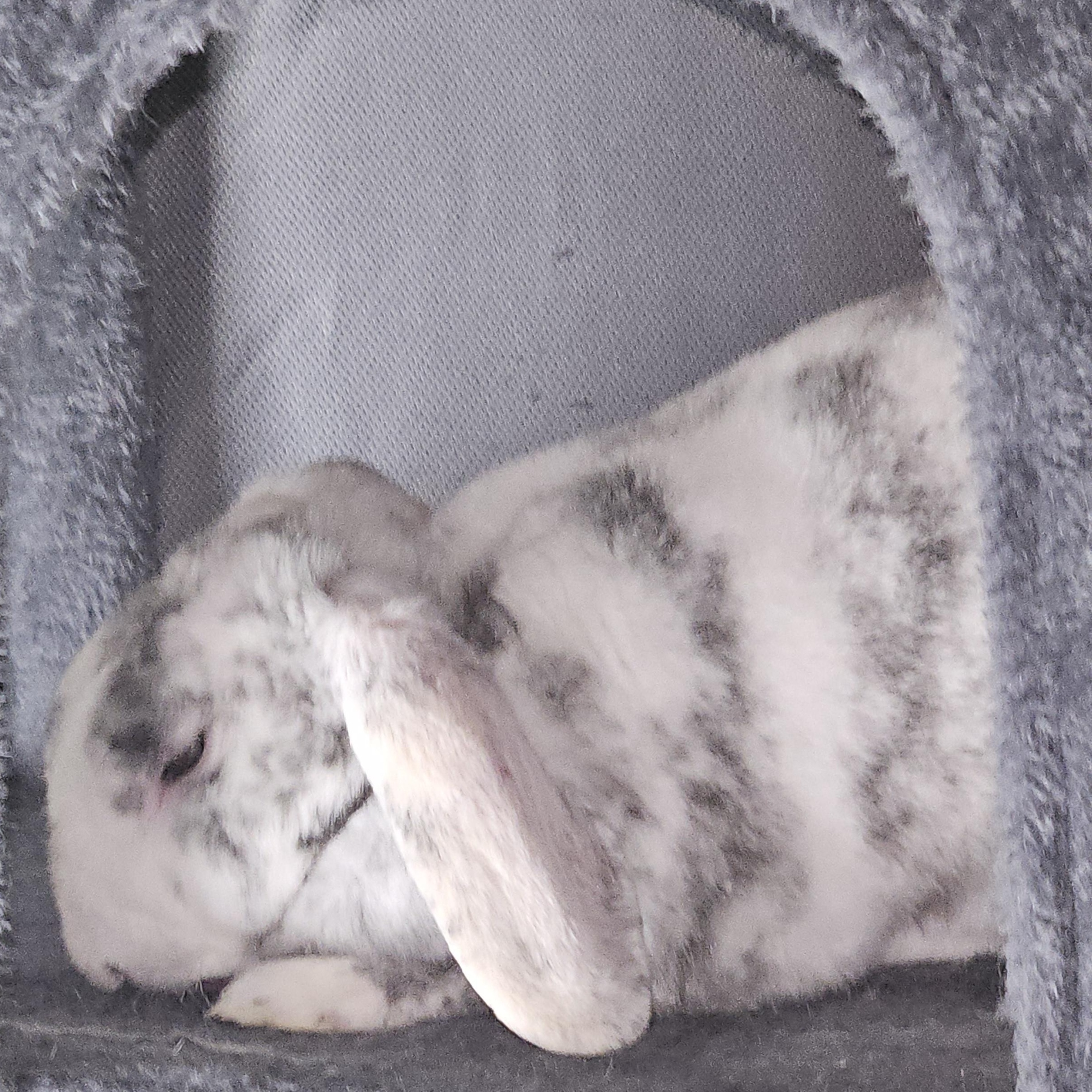 Enlarge Marble , a ADOPTABLE Holland Lop in FOLEY, AL image 3/4