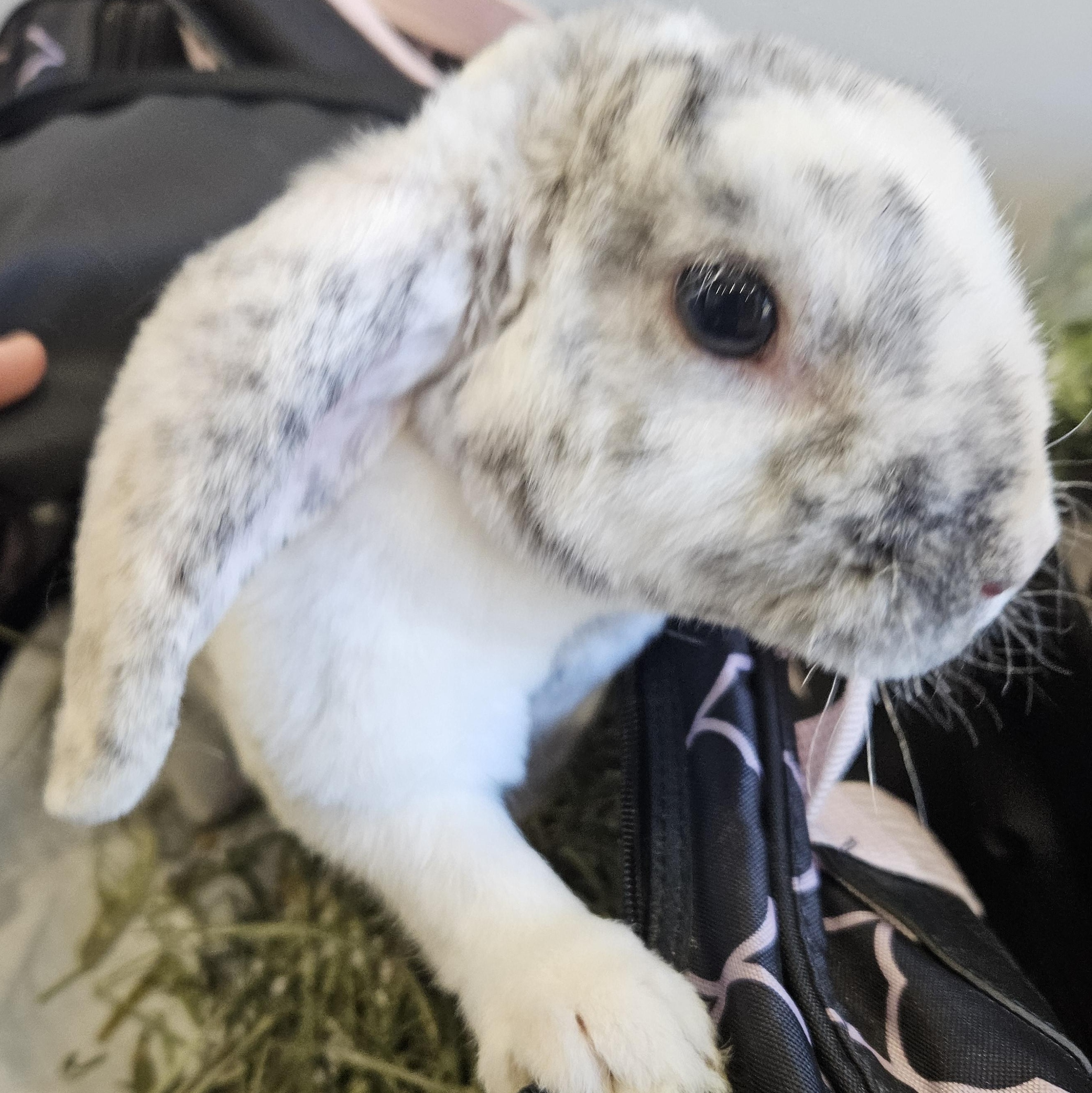 Marble , ADOPTABLE, Adult Female Holland Lop.