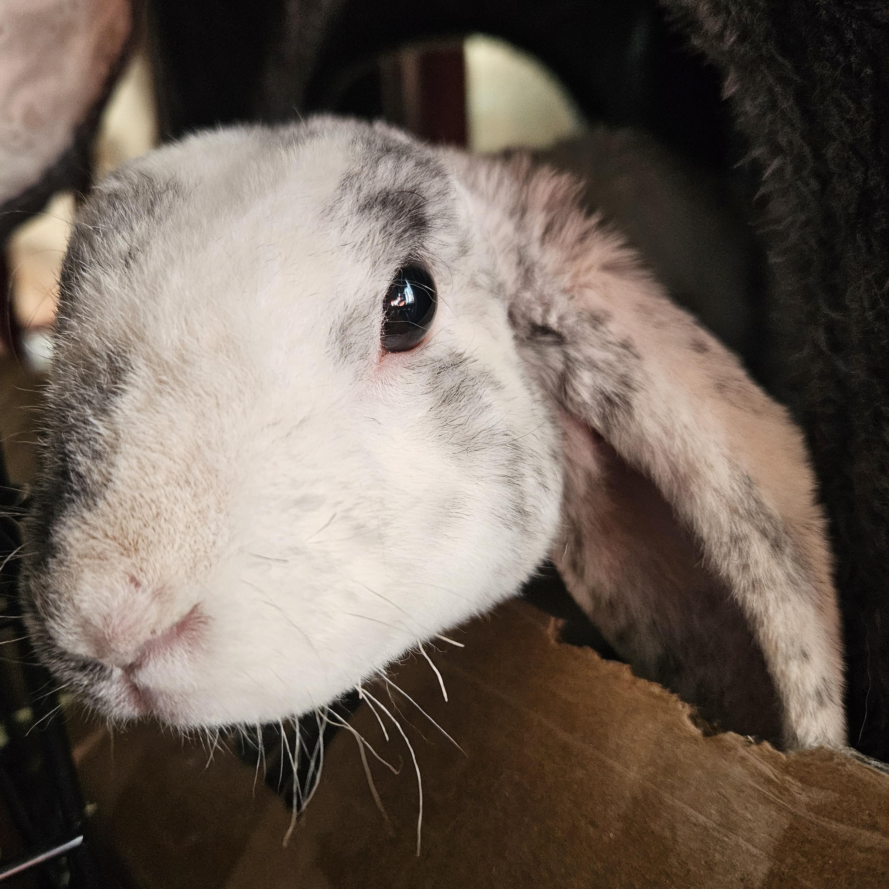 Enlarge Marble , a ADOPTABLE Holland Lop in FOLEY, AL image 4/4