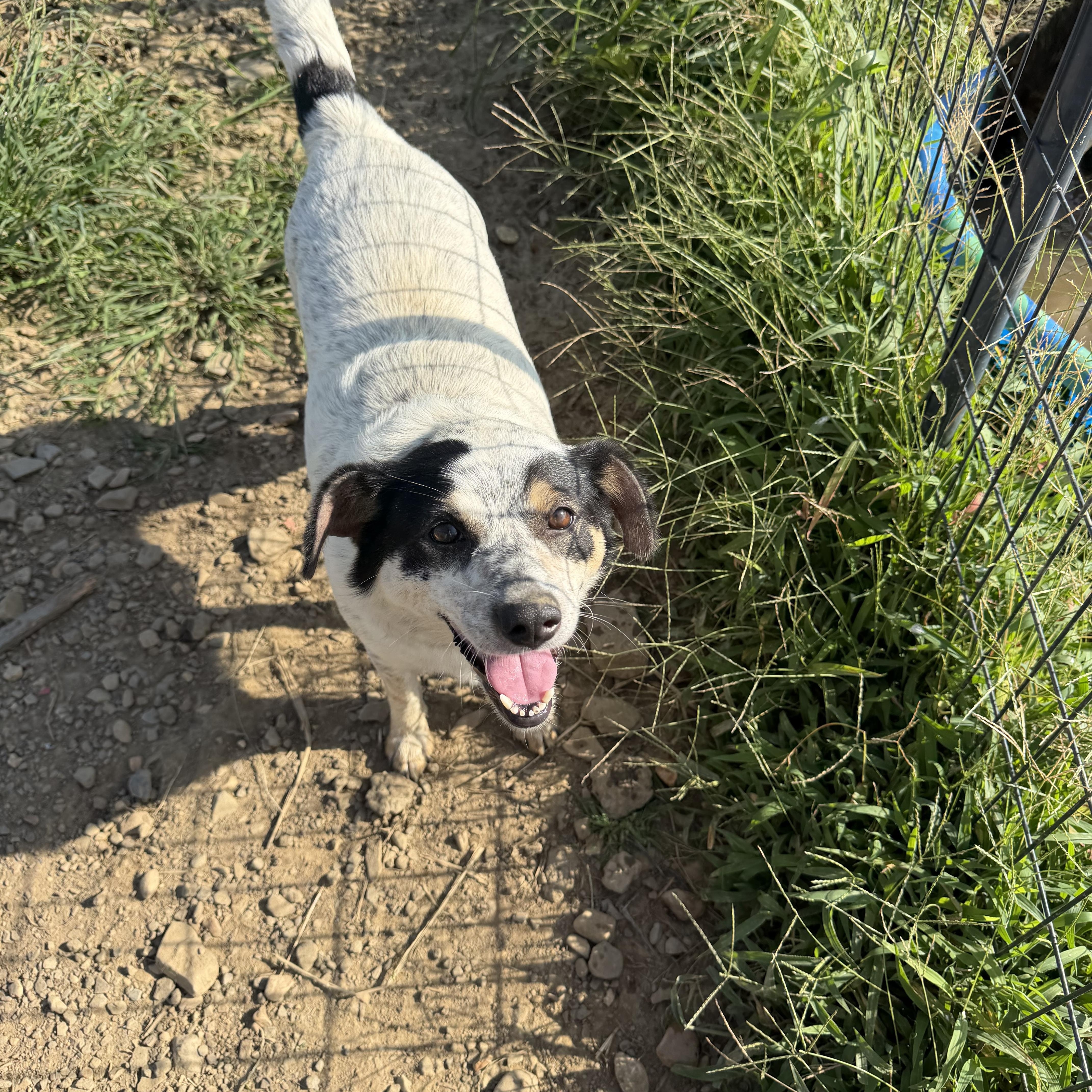 Mama Dog, a ADOPTABLE mixed breed in Muldrow, OK image 4/4