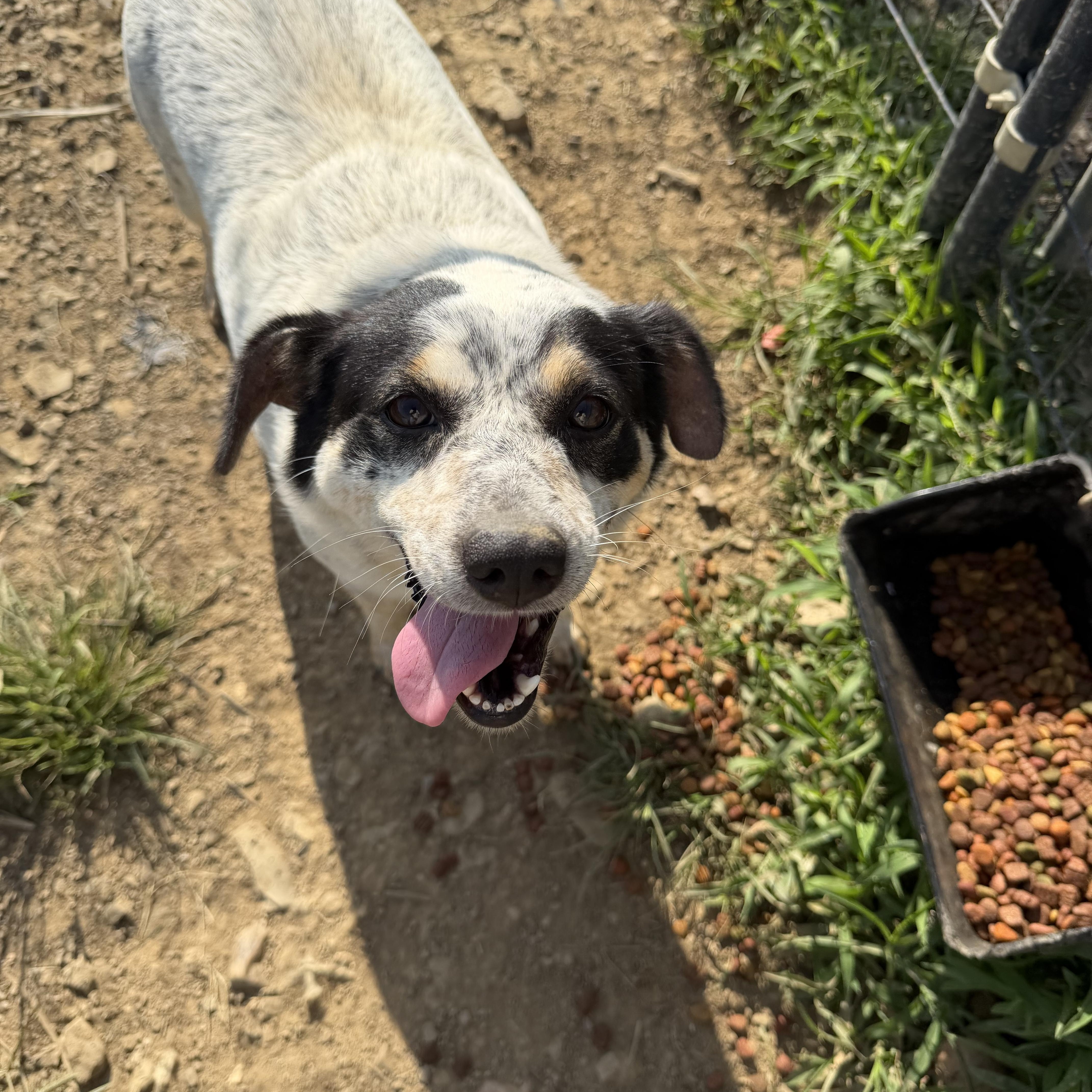 Mama Dog, a ADOPTABLE mixed breed in Muldrow, OK image 2/4