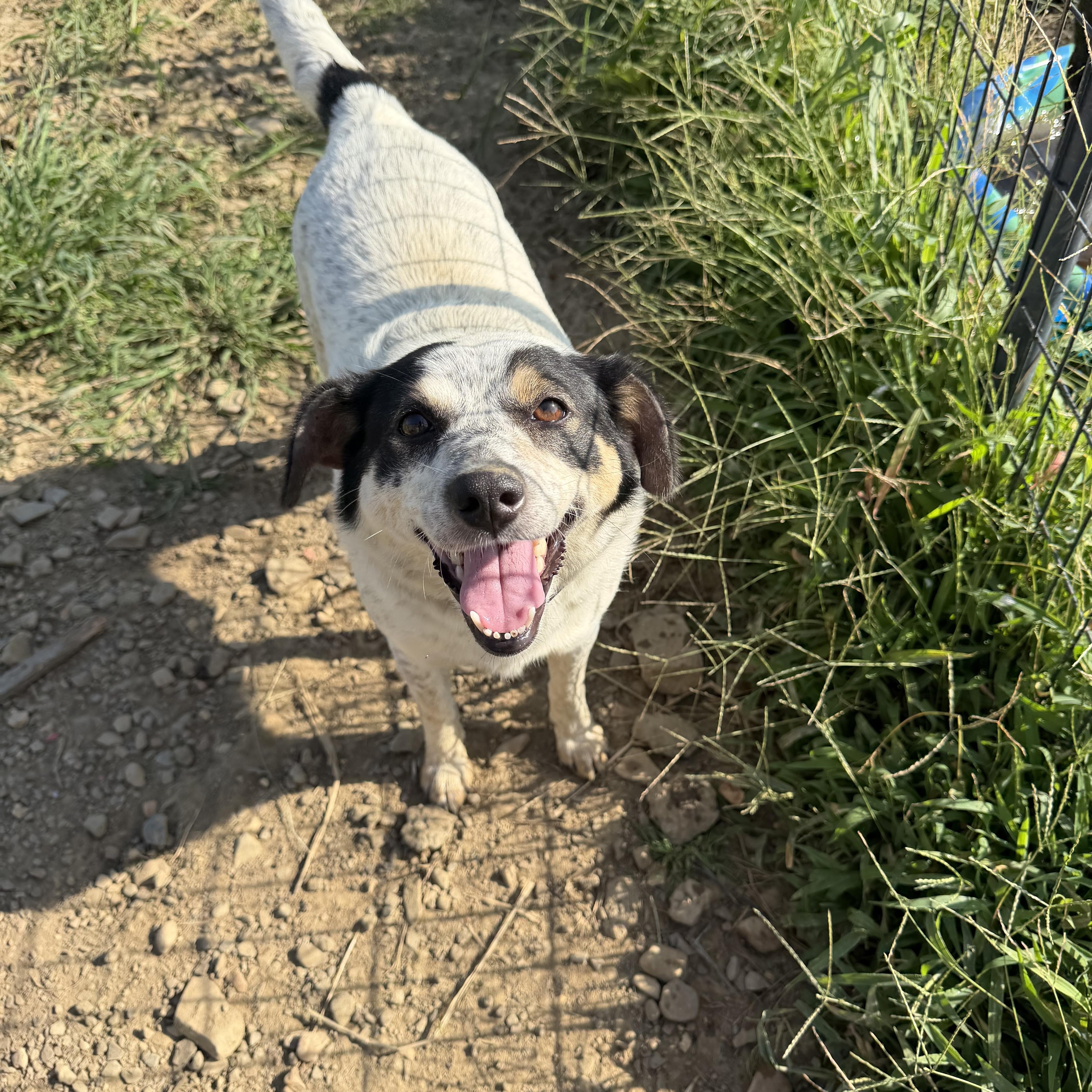 Mama Dog, a ADOPTABLE mixed breed in Muldrow, OK image 3/4