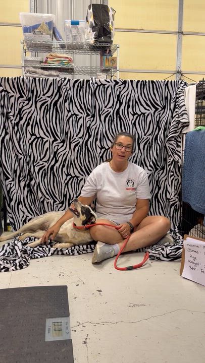 Enlarge Mama Dog, a ADOPTABLE mixed breed in Muldrow, OK video 1/4