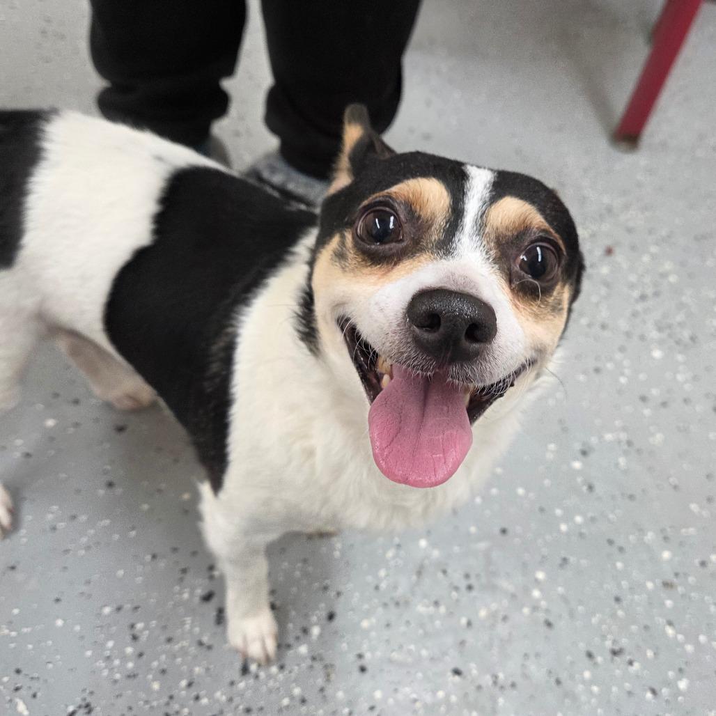 Taco, Adoptable, Adult Male Chihuahua.