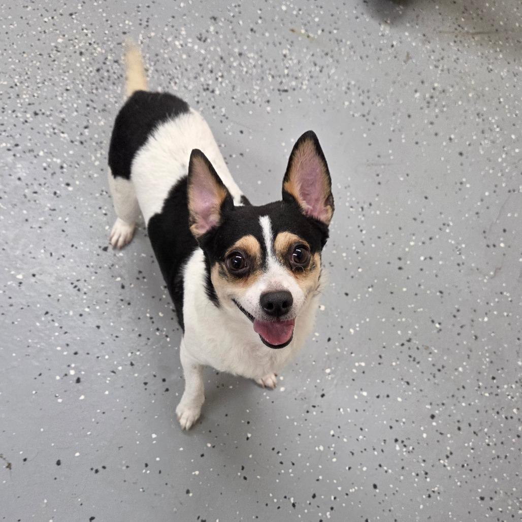 Enlarge Taco, a Adoptable Chihuahua in Pontiac, IL image 3/6