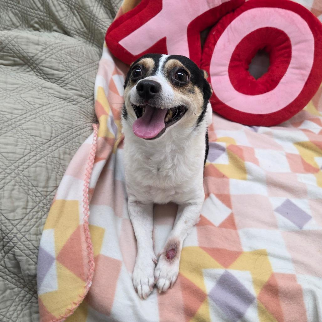 Enlarge Taco, a Adoptable Chihuahua in Pontiac, IL image 4/6