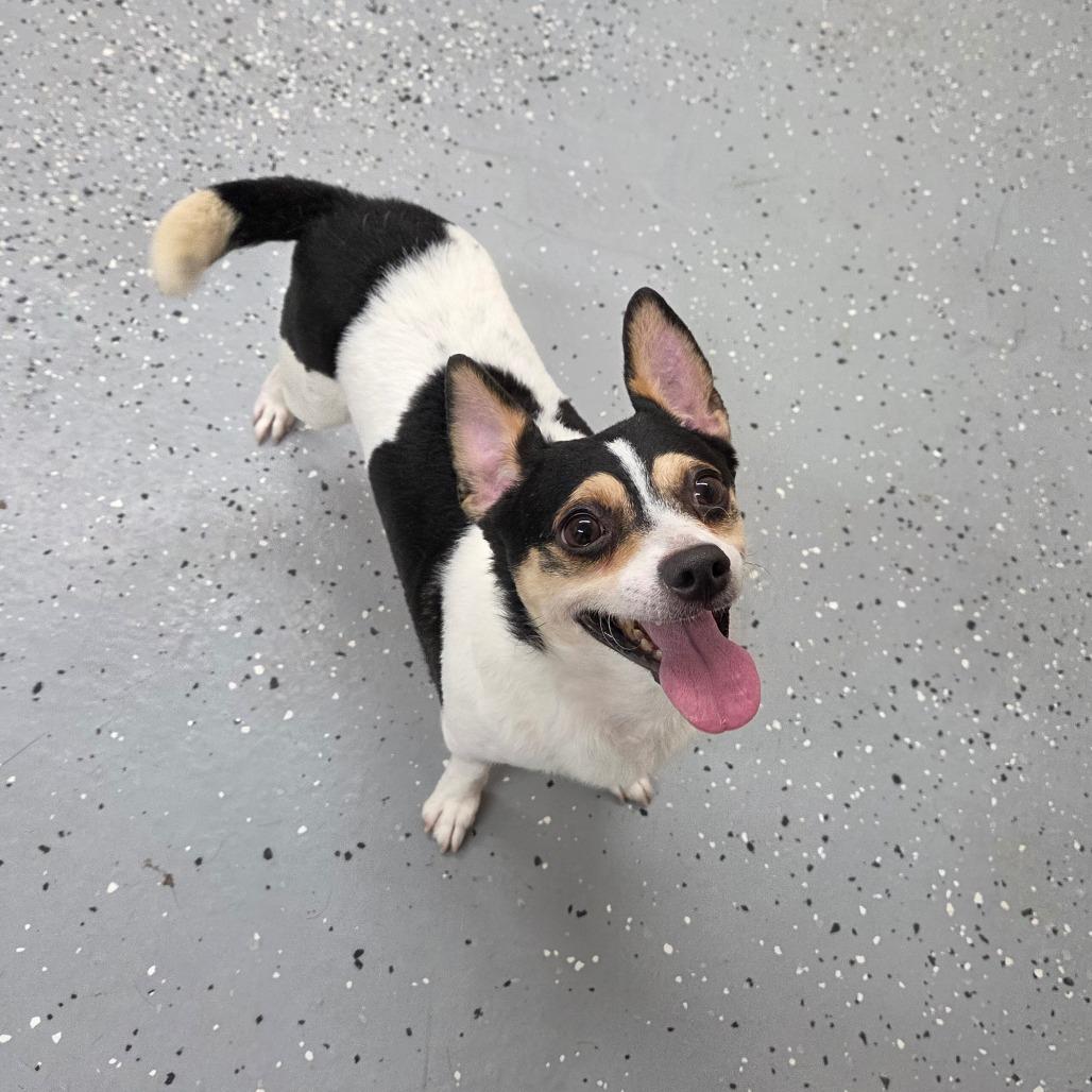 Enlarge Taco, a Adoptable Chihuahua in Pontiac, IL image 5/6