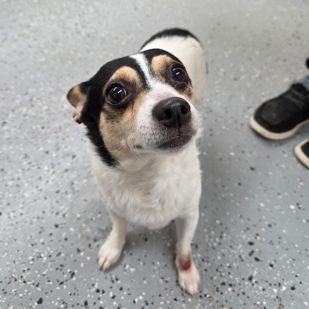 Enlarge Taco, a Adoptable Chihuahua in Pontiac, IL image 4/5