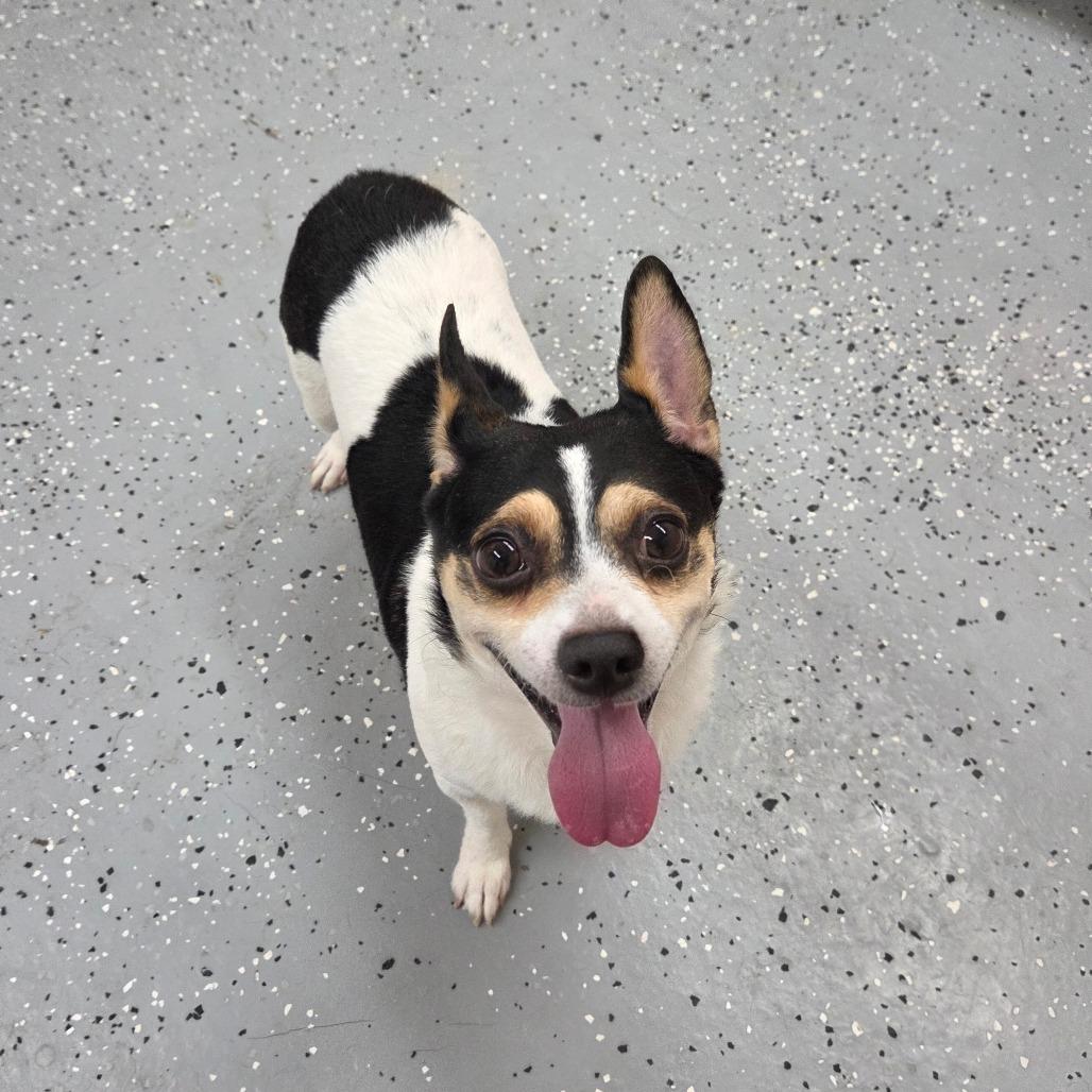 Enlarge Taco, a Adoptable Chihuahua in Pontiac, IL image 6/6