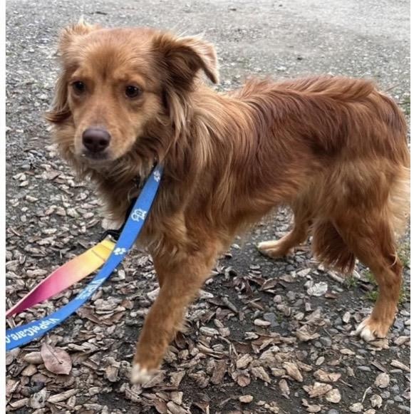Erin, adopted, Young Female Golden Retriever.