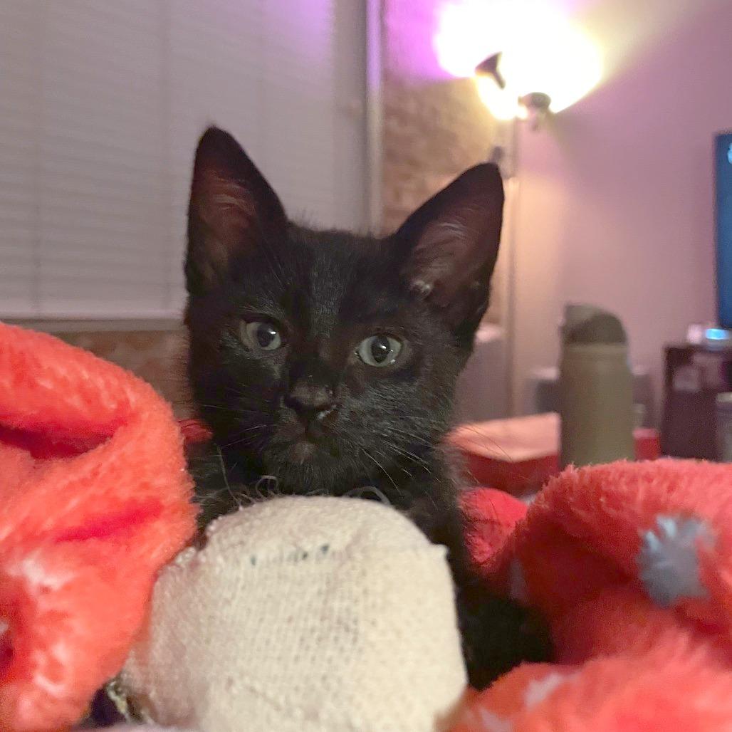 Hornet — thumbnail 2