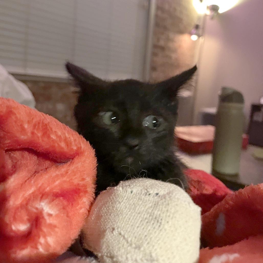 Hornet — thumbnail 3