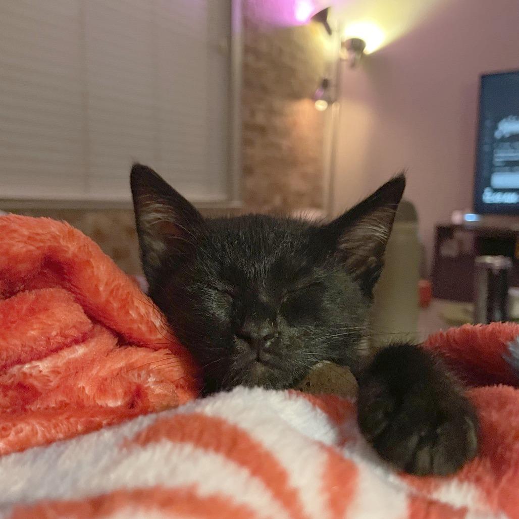 Hornet — thumbnail 4