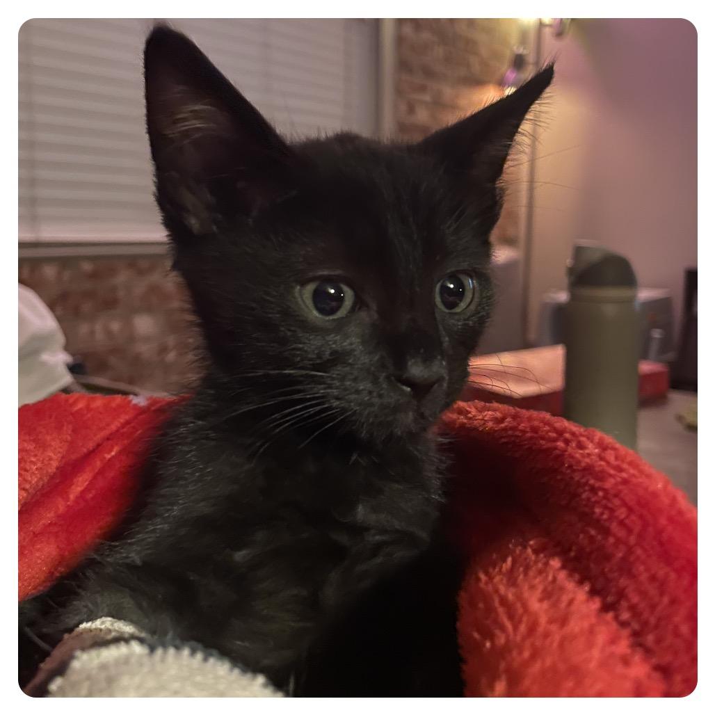 Hornet — thumbnail 5