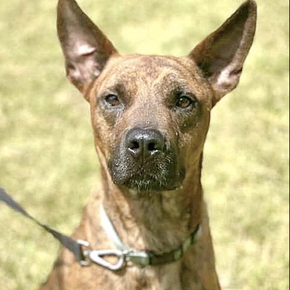 Hector — thumbnail 3