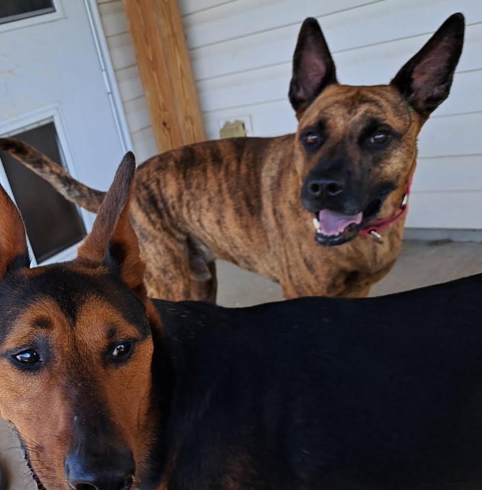 Hector — thumbnail 4