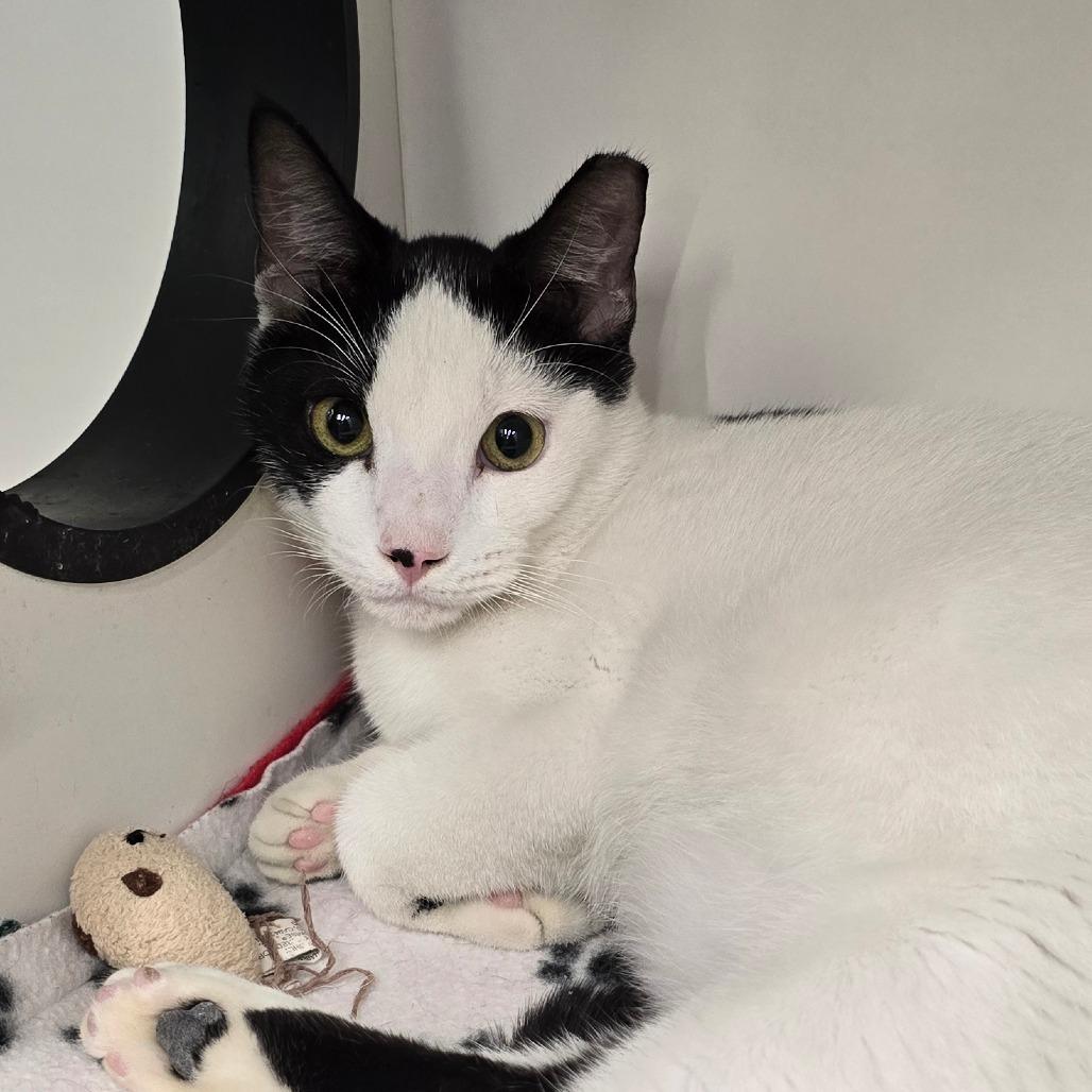 Enlarge Kira, a Adoptable Domestic Short Hair in Hamburg, NY image 1/1