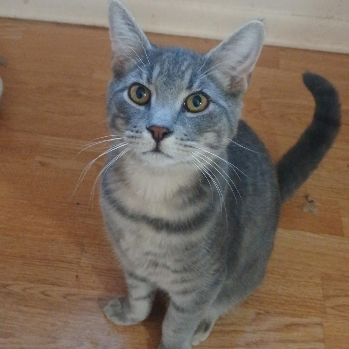 Enlarge Bentley, a Adoptable Domestic Short Hair in Elkton, MD image 1/5