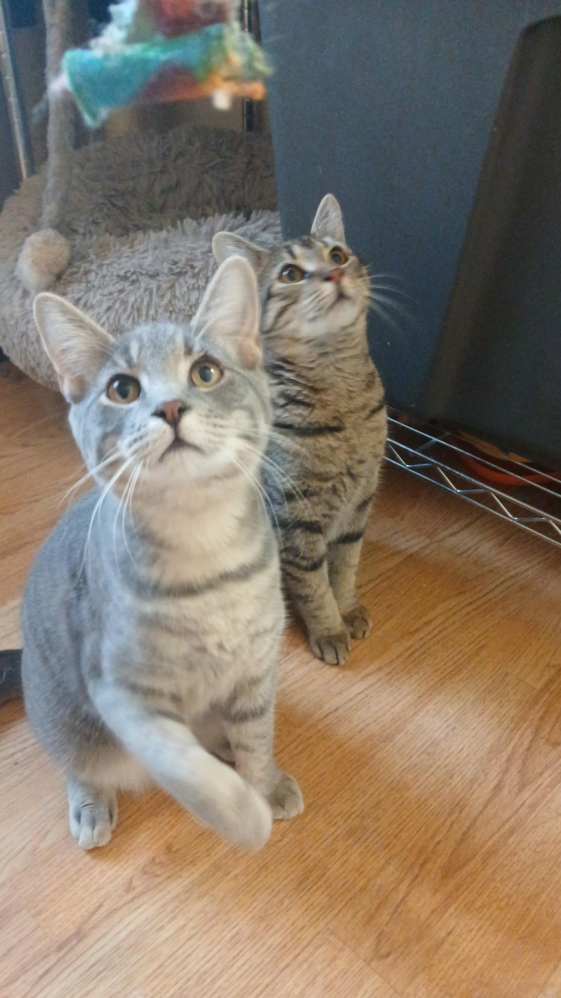 Enlarge Bentley, a Adoptable Domestic Short Hair in Elkton, MD image 5/5