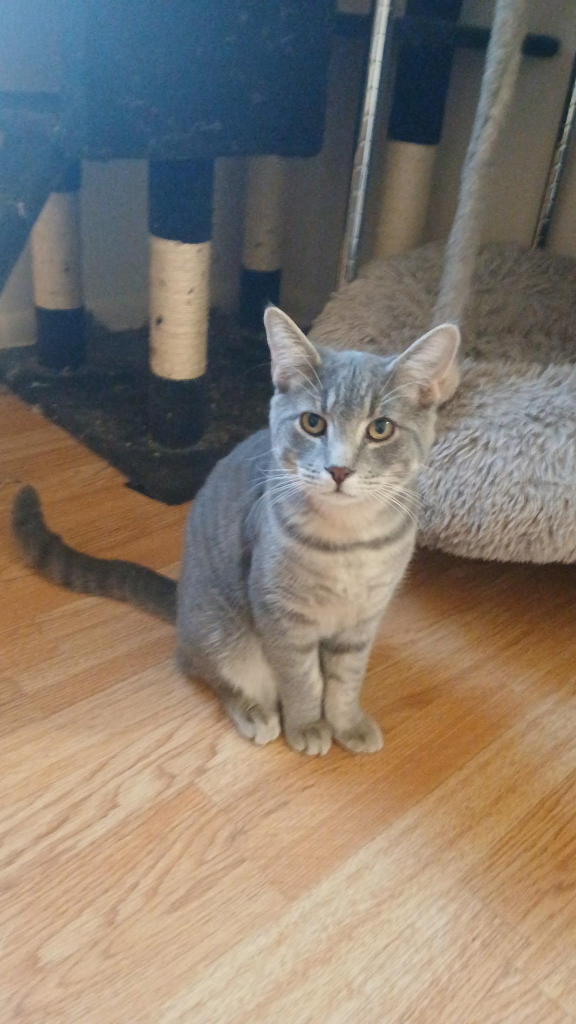 Enlarge Bentley, a Adoptable Domestic Short Hair in Elkton, MD image 4/5