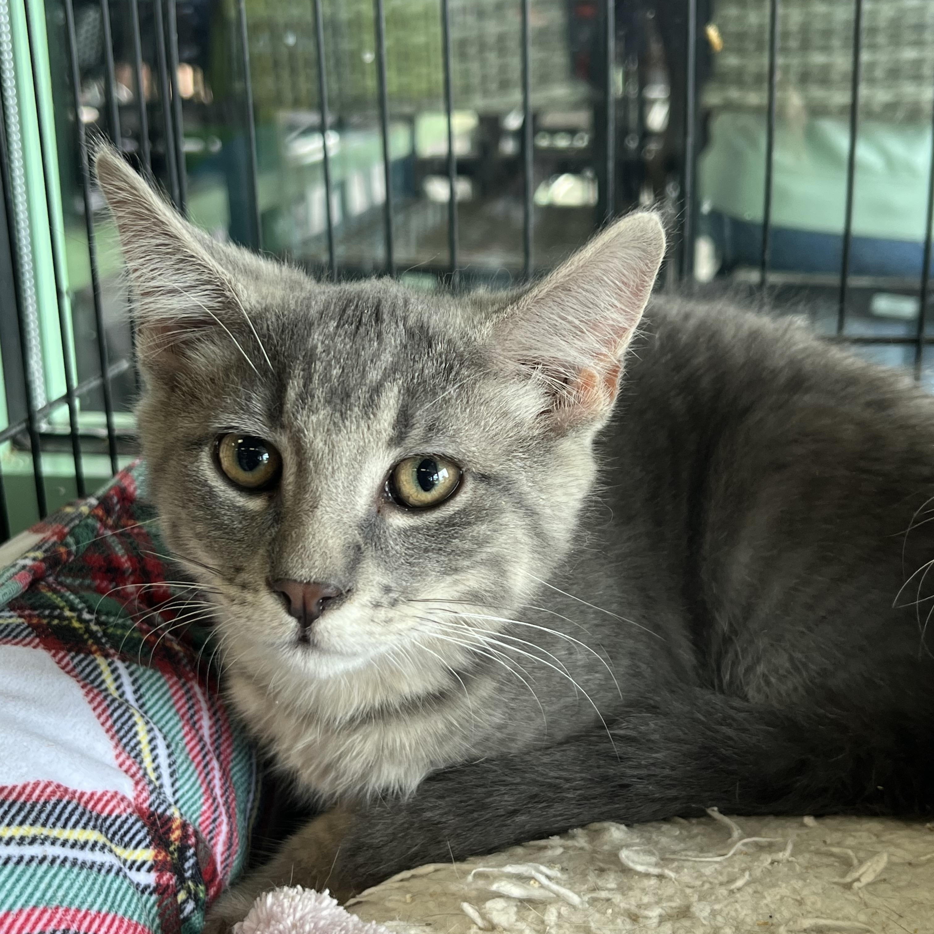 Enlarge Bentley, a Adoptable Domestic Short Hair in Elkton, MD image 2/5