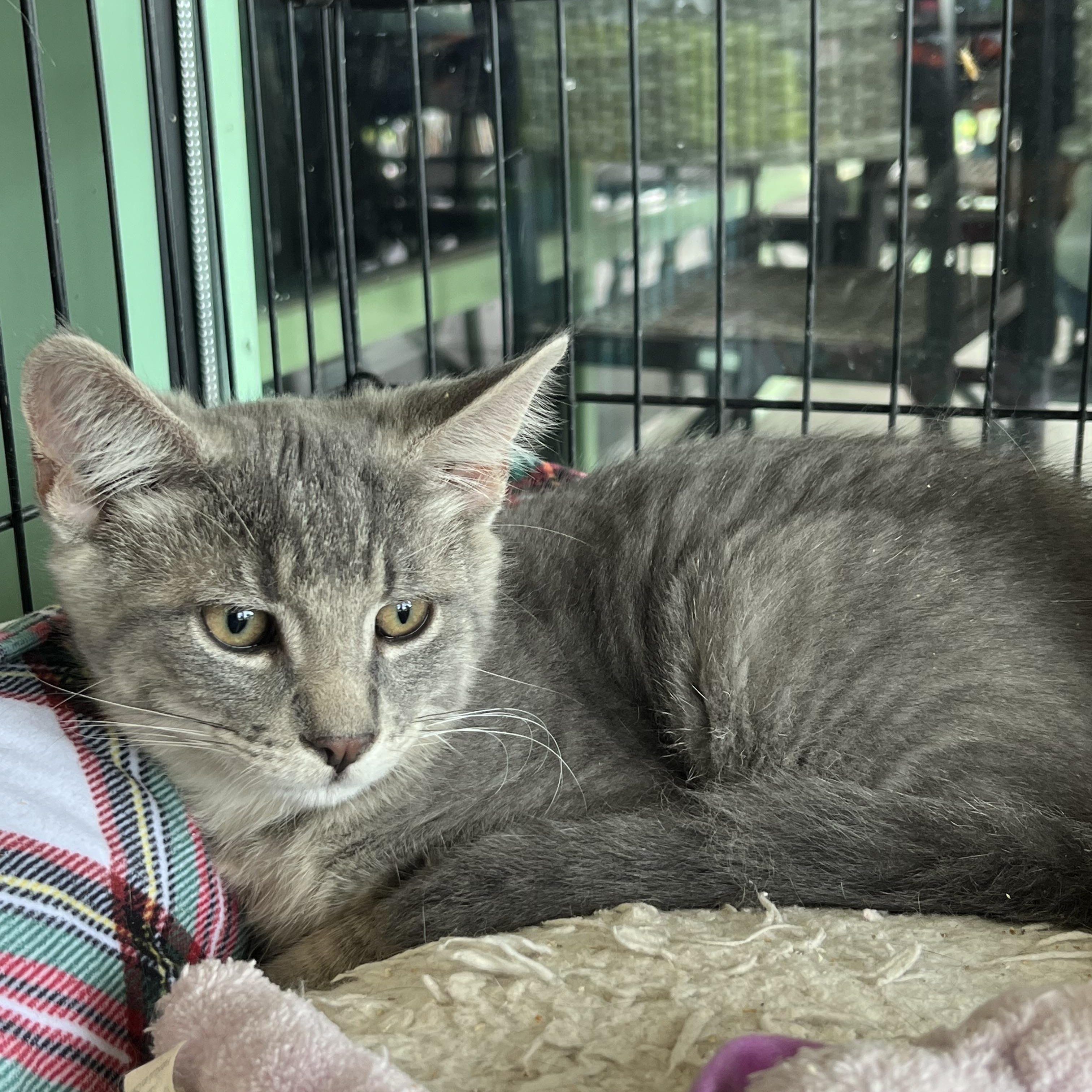 Enlarge Bentley, a Adoptable Domestic Short Hair in Elkton, MD image 3/5