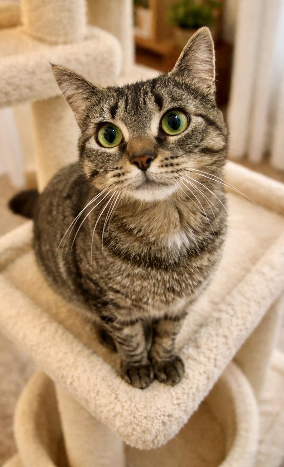 Enlarge Millie, a ADOPTABLE Tabby in Bethel, CT image 2/6
