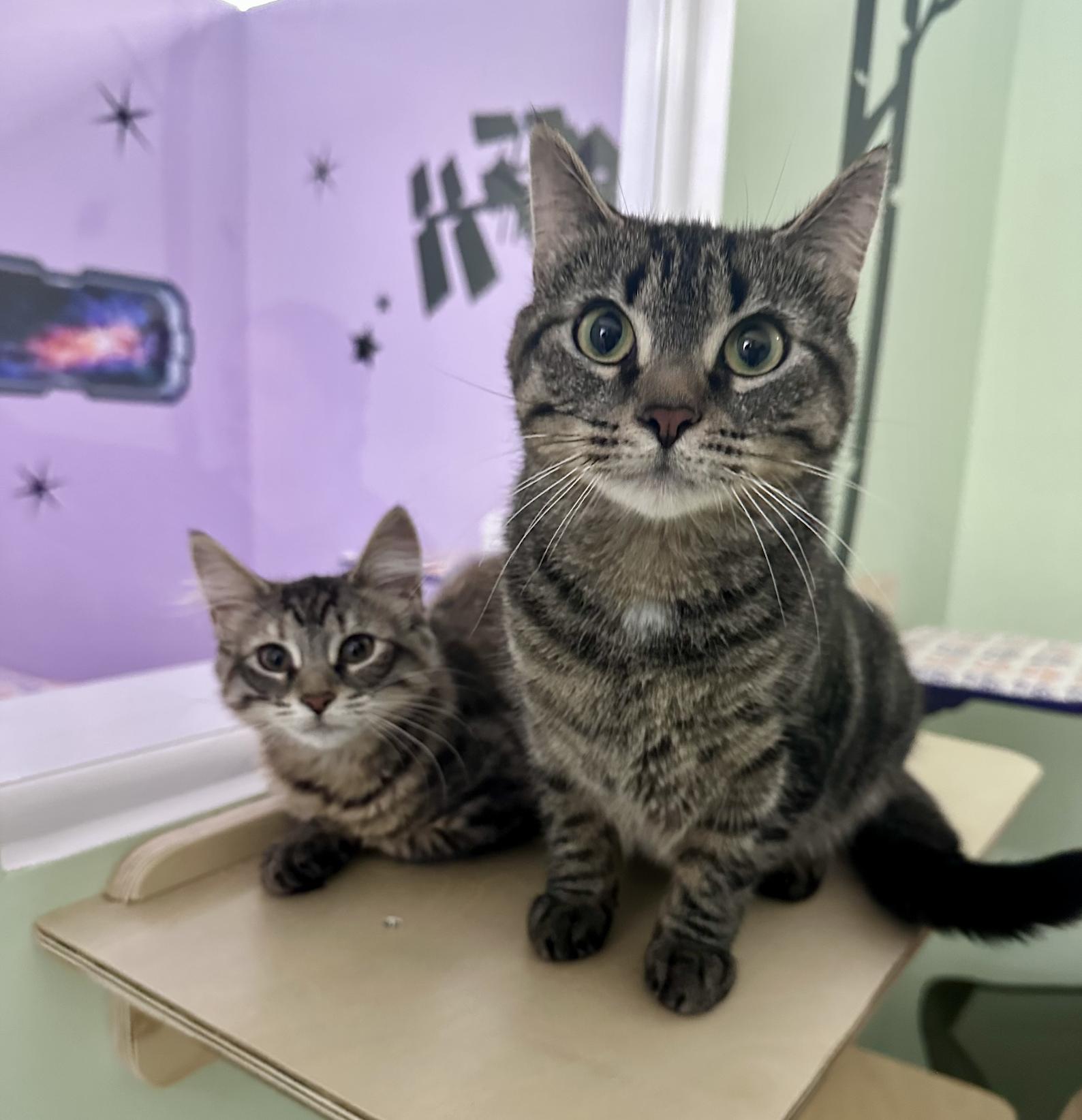 Enlarge Millie, a ADOPTABLE Tabby in Bethel, CT image 6/6