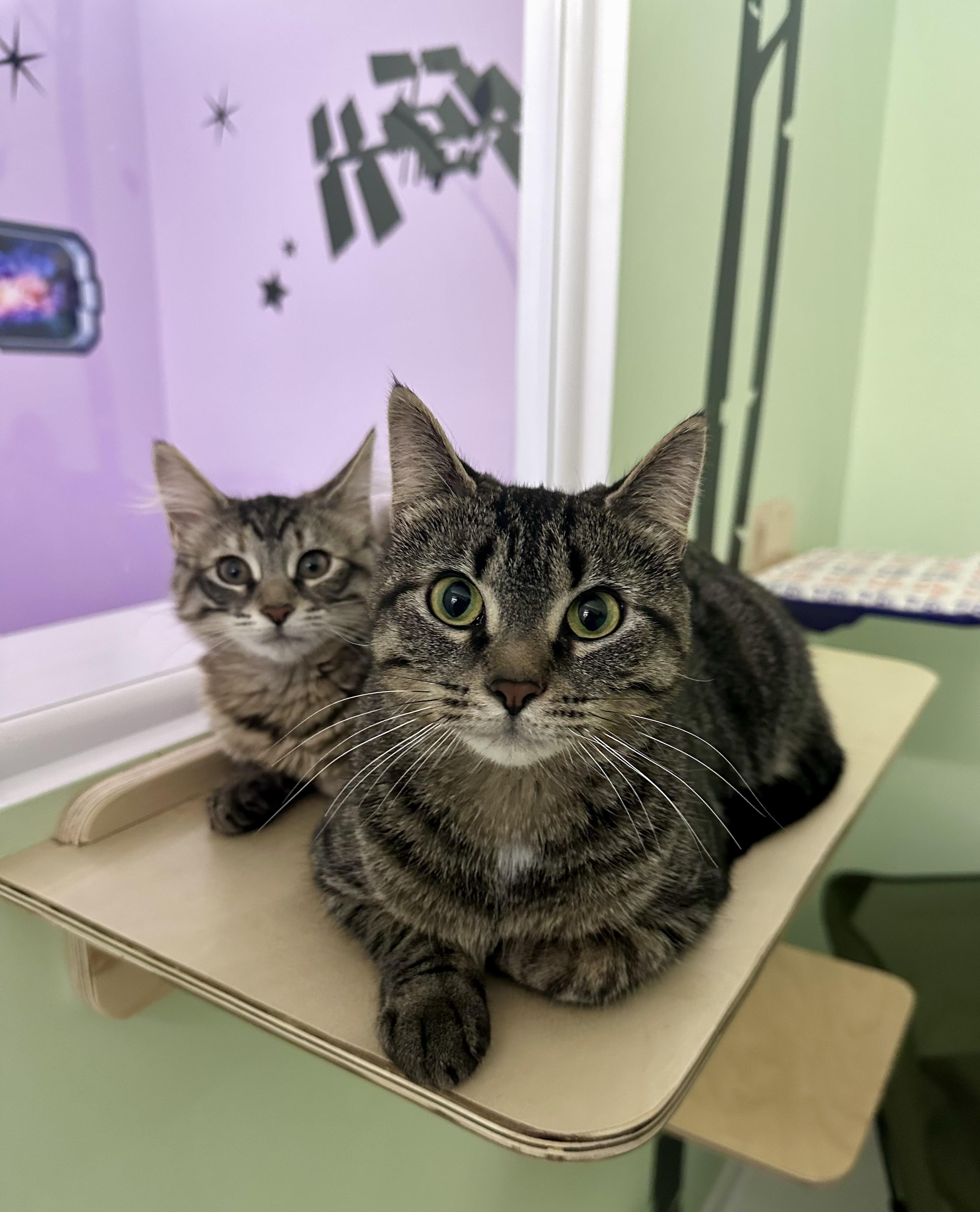 Enlarge Millie, a ADOPTABLE Tabby in Bethel, CT image 5/6