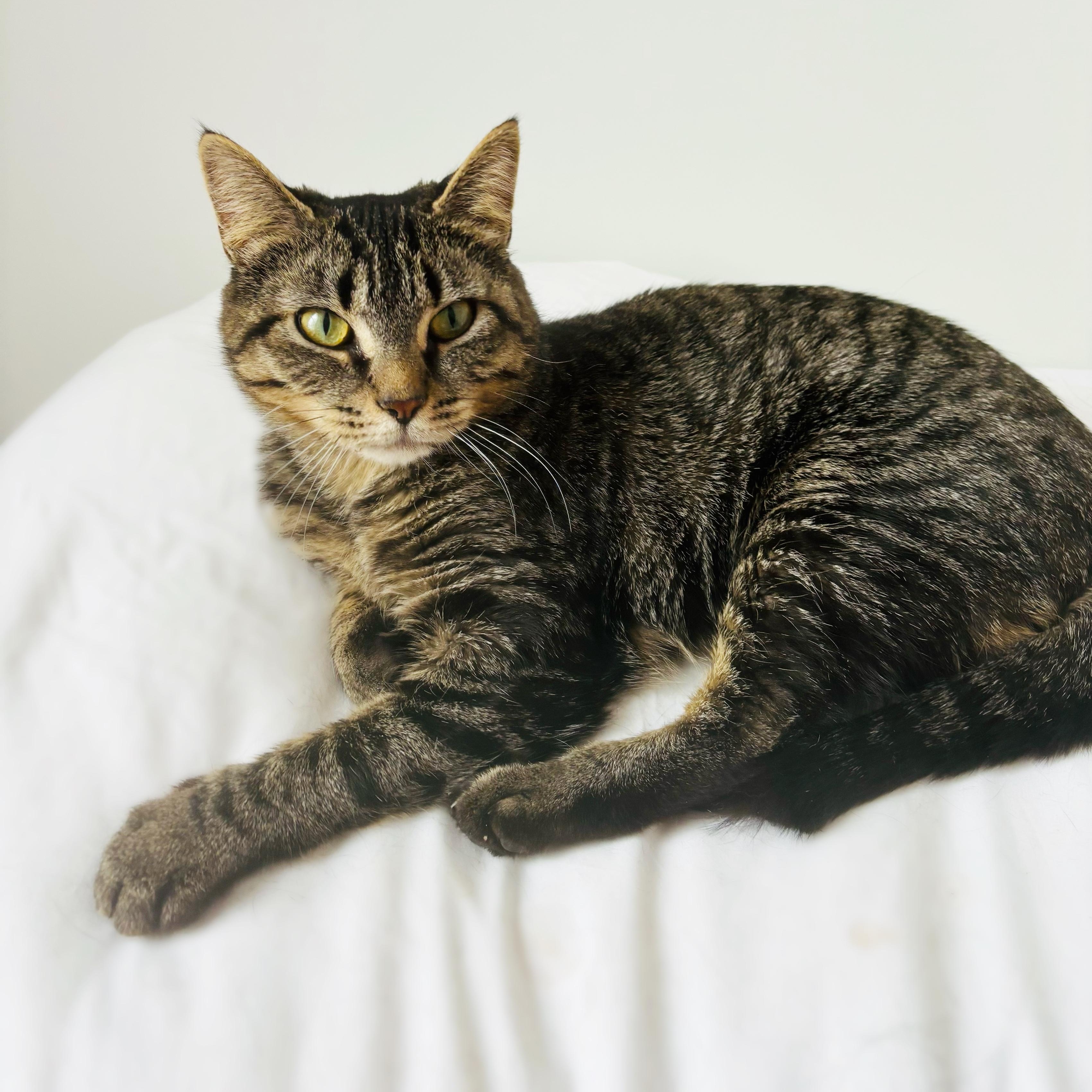 Millie, adopted, Young Female Tabby.