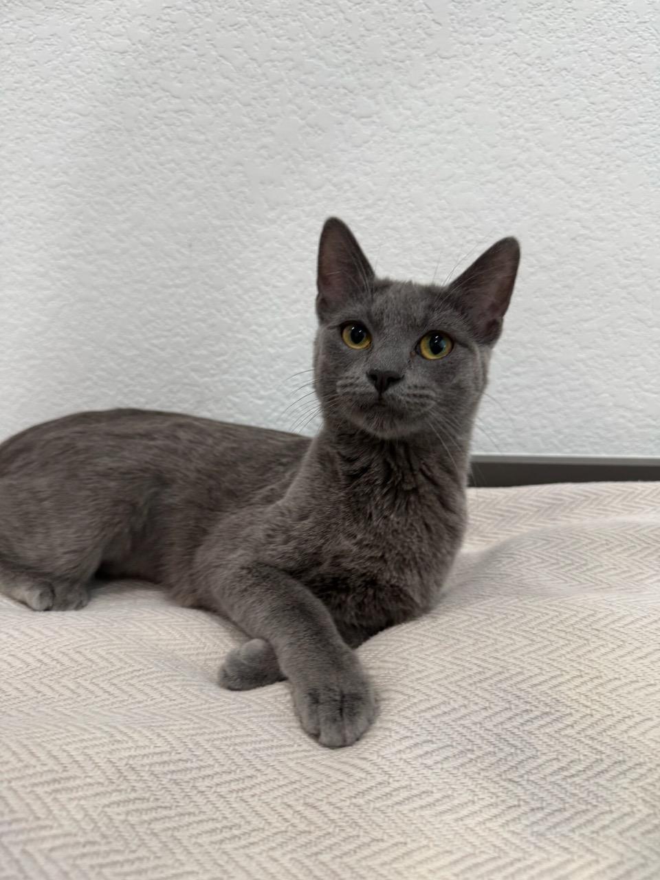 Boon, adopted, Kitten Female Domestic Short Hair.