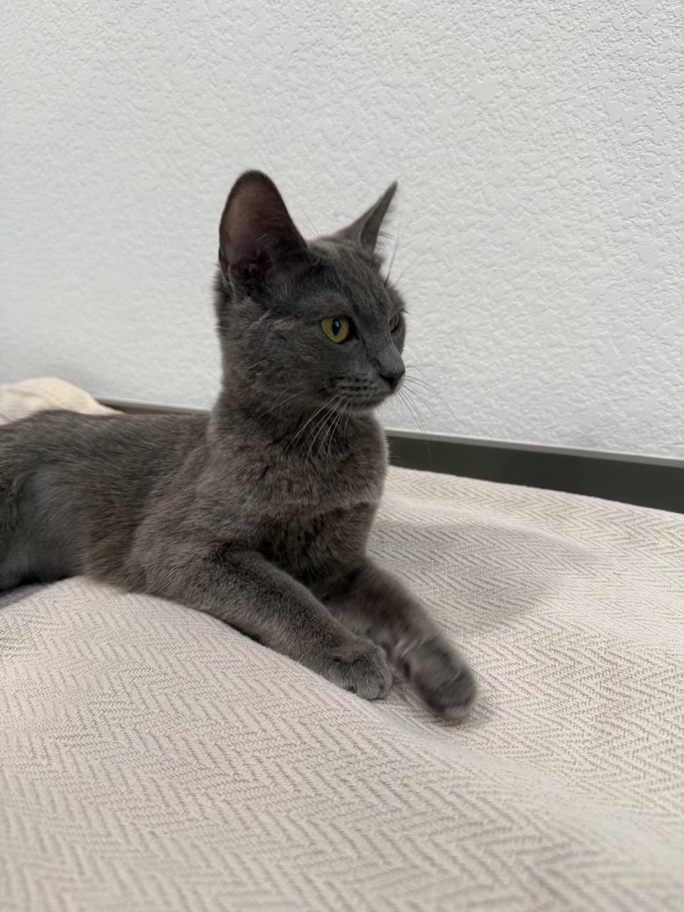 Boon, an adopted Domestic Short Hair in Las Vegas, NV image 3/3