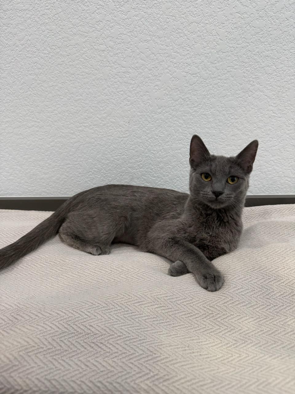 Boon, an adopted Domestic Short Hair in Las Vegas, NV image 2/3