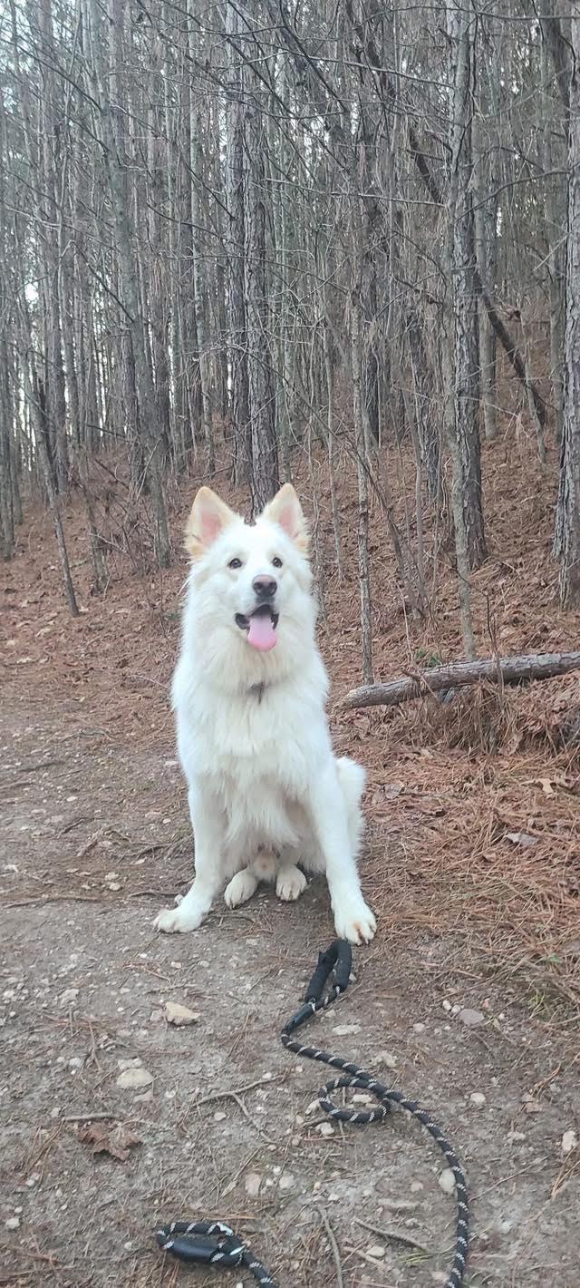 Enlarge Space Jam, a Adoptable White German Shepherd in Londonderry, NH image 2/3