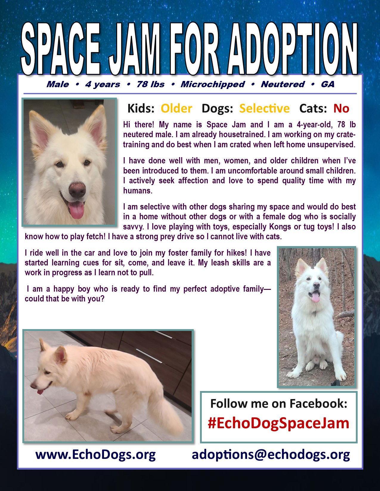 Enlarge Space Jam, a Adoptable White German Shepherd in Londonderry, NH image 3/3