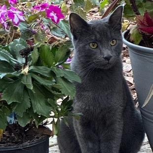 Smokey, a Adoptable Domestic Short Hair in Lynchburg, VA image 1/2
