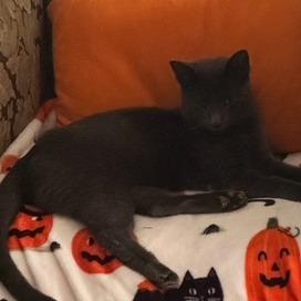 Smokey, a Adoptable Domestic Short Hair in Lynchburg, VA image 2/2