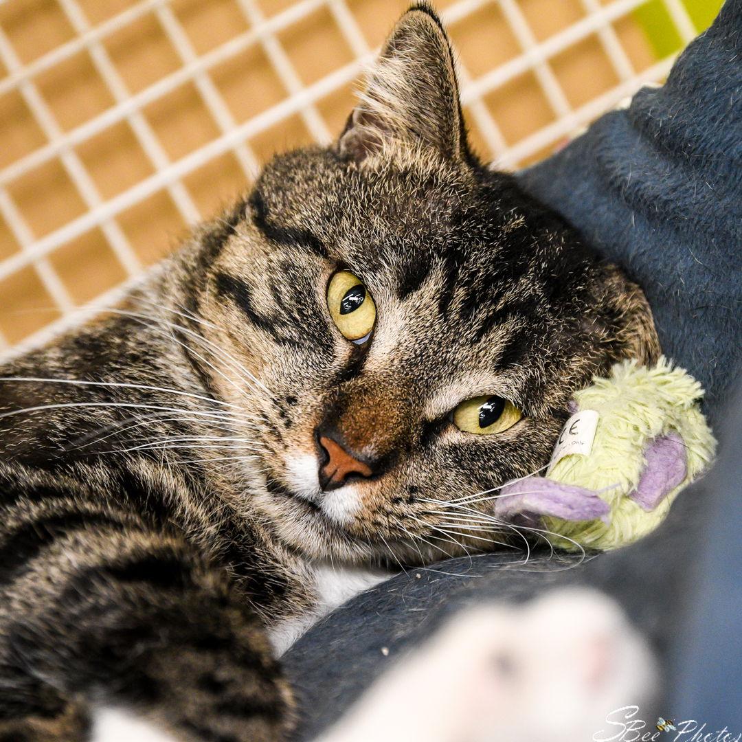 Teddie, Adoptable, Young Male Domestic Medium Hair.