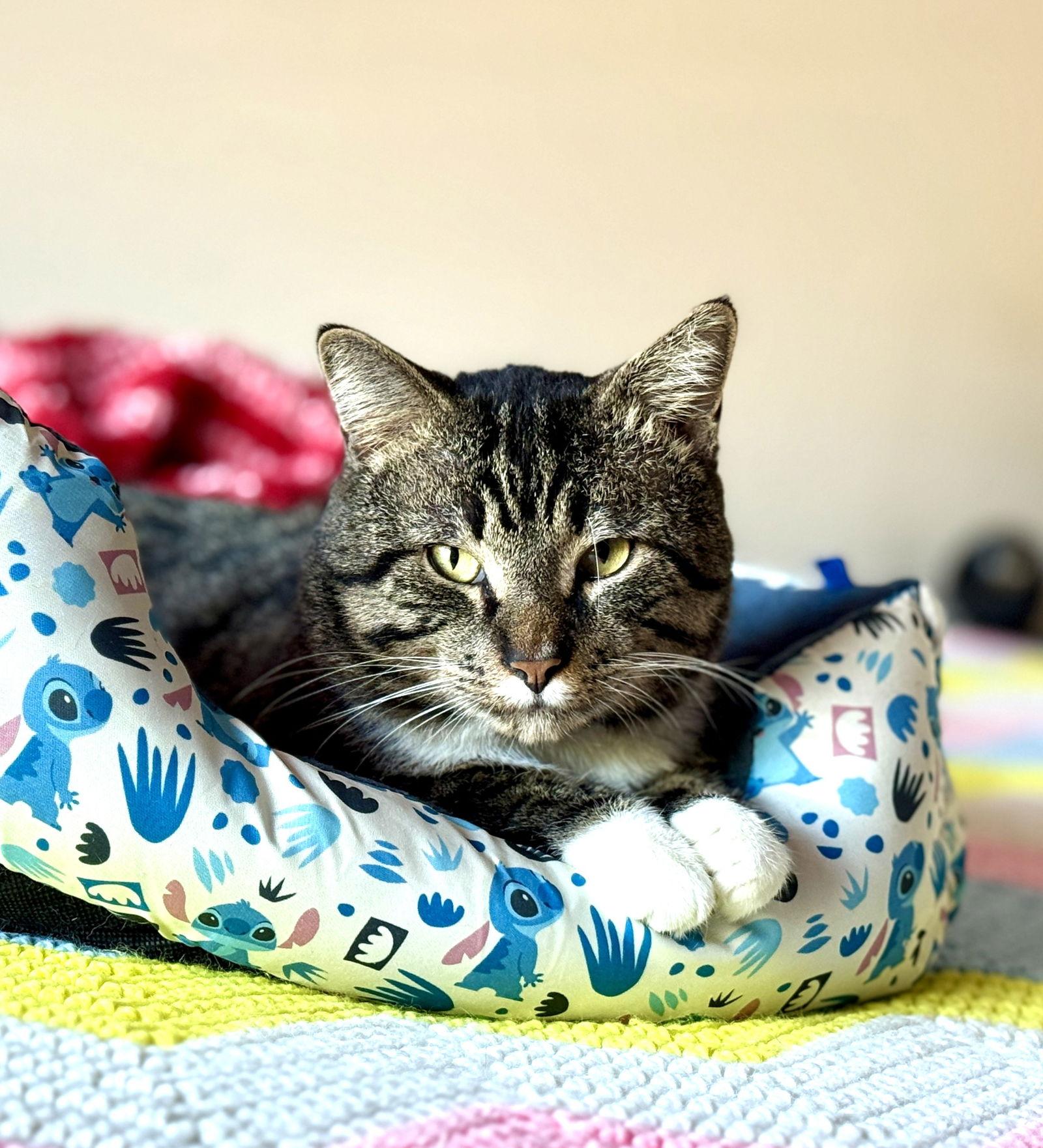 Teddie, Adoptable, Young Male Domestic Medium Hair.