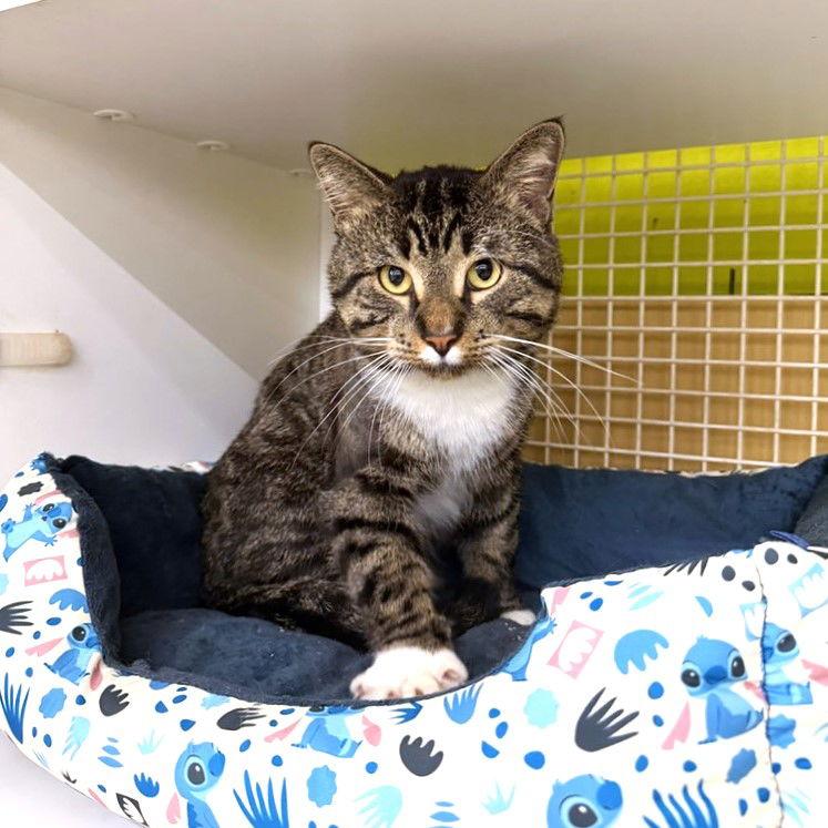 Enlarge Teddie, a Adoptable Domestic Medium Hair in St. Cloud, FL image 2/3