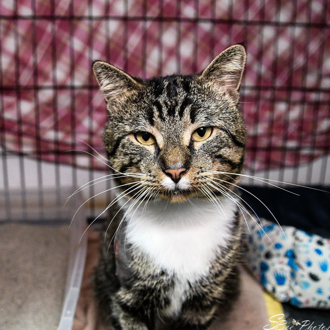 Enlarge Teddie, a Adoptable Domestic Medium Hair in St. Cloud, FL image 3/3