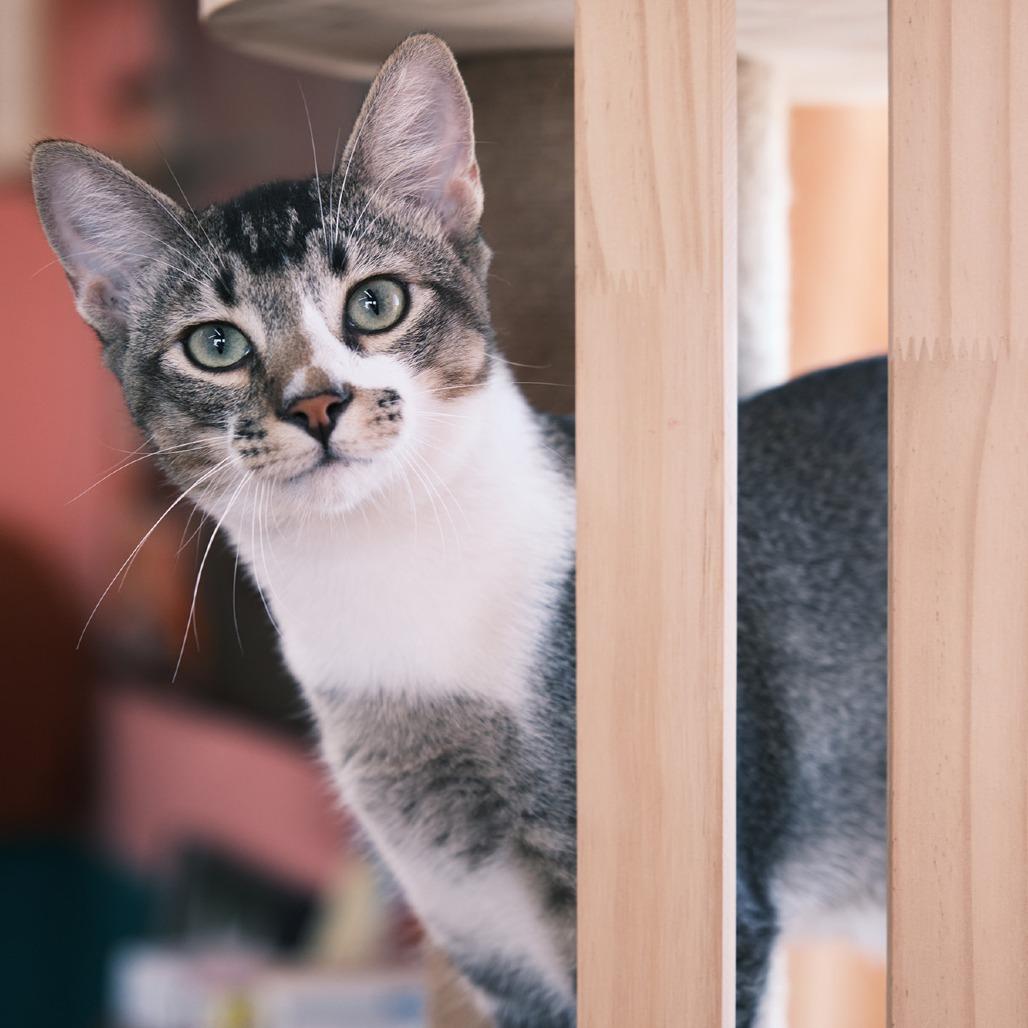 Teddy Bear, a Adoptable mixed breed in Morgan Hill, CA image 1/4