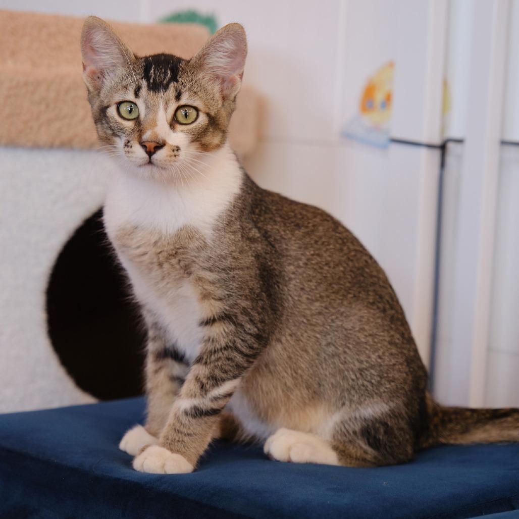 Teddy Bear, a Adoptable mixed breed in Morgan Hill, CA image 3/4