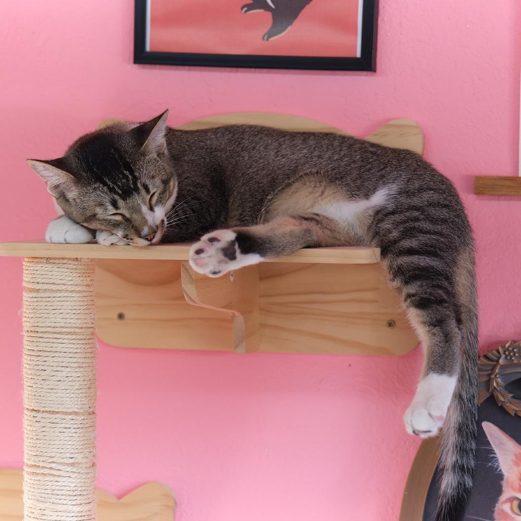 Teddy Bear, a Adoptable mixed breed in Morgan Hill, CA image 4/4